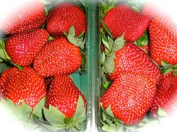 The Strawberry Farm