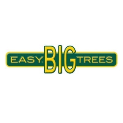 Prunus Yedoensis Cherry Blossom Tree | Yoshino Cherry | Easy Big Trees