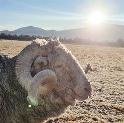 The Wrinkly Rams