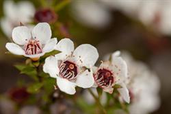 Tai Tokerau Honey Ltd - Premium Manuka Honey