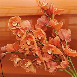 Slater's Orchids