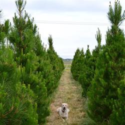 Real Xmas Trees