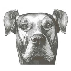 Veterinary Specialists Aotearoa, Sylvia Park
