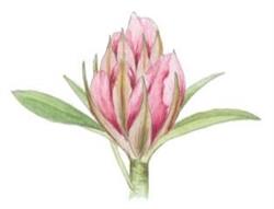 Rhododirect