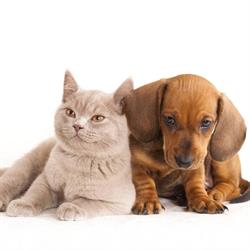 Manukau Veterinary Referral Centre