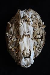 The Dunedin Museum of Natural Mystery