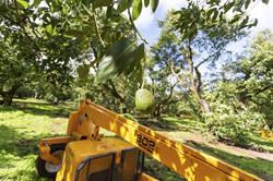 AONGATETE AVOCADOS LTD
