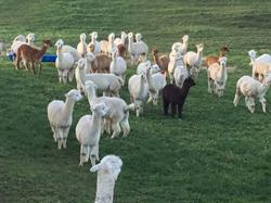 NZ Alpacas