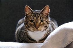Cats Protection Wellington