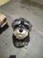 Dog from Kuri