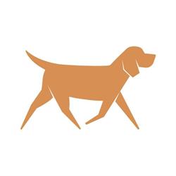 Everything Dog