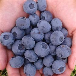 Blue River Orchard
