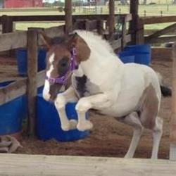 Brookby Equestrian Park Ltd