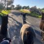 Alpaca walking