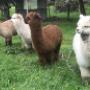 Four cria
