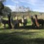 Herd members