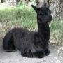 Sooty