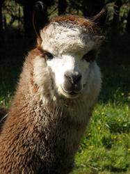 Te Korito Alpacas