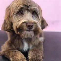 The Pooch Parlour