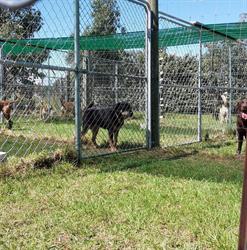 Central Boarding Kennels & Cattery