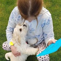 High Five Puppy Skills