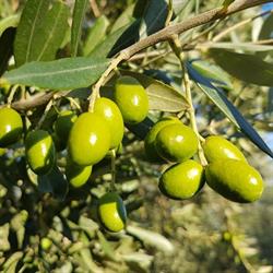 Loopline Olives