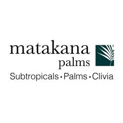 Matakana Palms