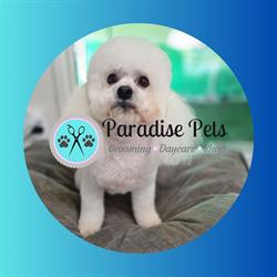Paradise Pets - Grooming