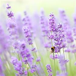Wanaka Lavender Farm