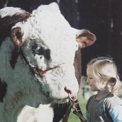 Ngakouka Herefords