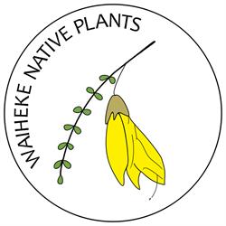 Waiheke Native Plants