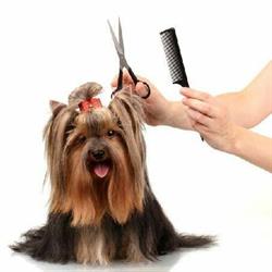 KristAl Grooming -Pet Grooming