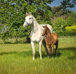 Richardson Broodmare Agistment