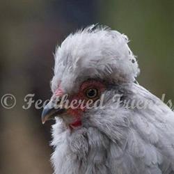 Feathered Friends
