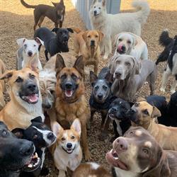 Hamilton Hounds