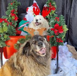 Ripponvale Pet Retreat