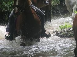 Castle Hill Equine
