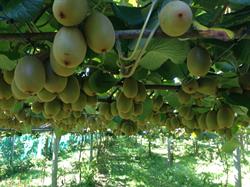 Whitehall Fruitpackers