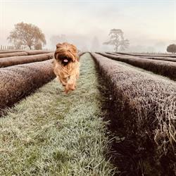 Lavender Abbey
