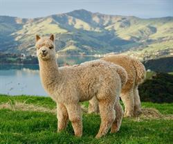 Shamarra Alpacas