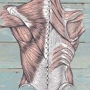 Muscles & Motion