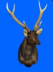 Steve Barclay Taxidermy