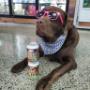 Shop Doggy