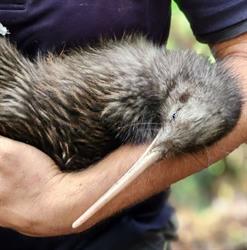 Taranaki Kiwi Trust