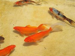 Goldfish Farm Whitemans Valley