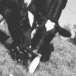 Cjs Fresh Milk - Greymouth