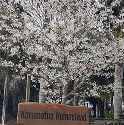 Koromatua Homestead