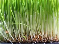 Natures Nutrition