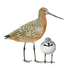 Pukorokoro Shorebird Centre