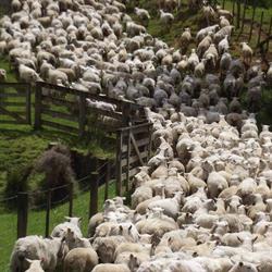 West Country Wiltshire Sheep